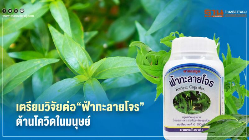 เตรียมวิจัยต่อ“ฟ้าทะลายโจร”ต้านโควิดในมนุษย์