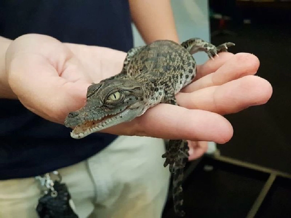 เตือน ซื้อ-ขาย “จระเข้” ออนไลน์ ผิดกฎหมาย