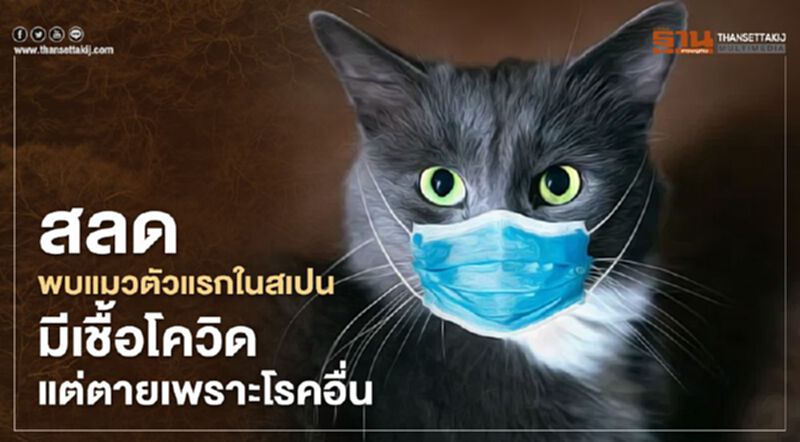 สลดพบแมวตัวแรกในสเปนติดเชื้อโควิดแต่ตายเพราะโรคอื่น สลดพบแมวตัวแรกในสเปนติดเชื้อโควิดแต่ตายเพราะโรคอื่น