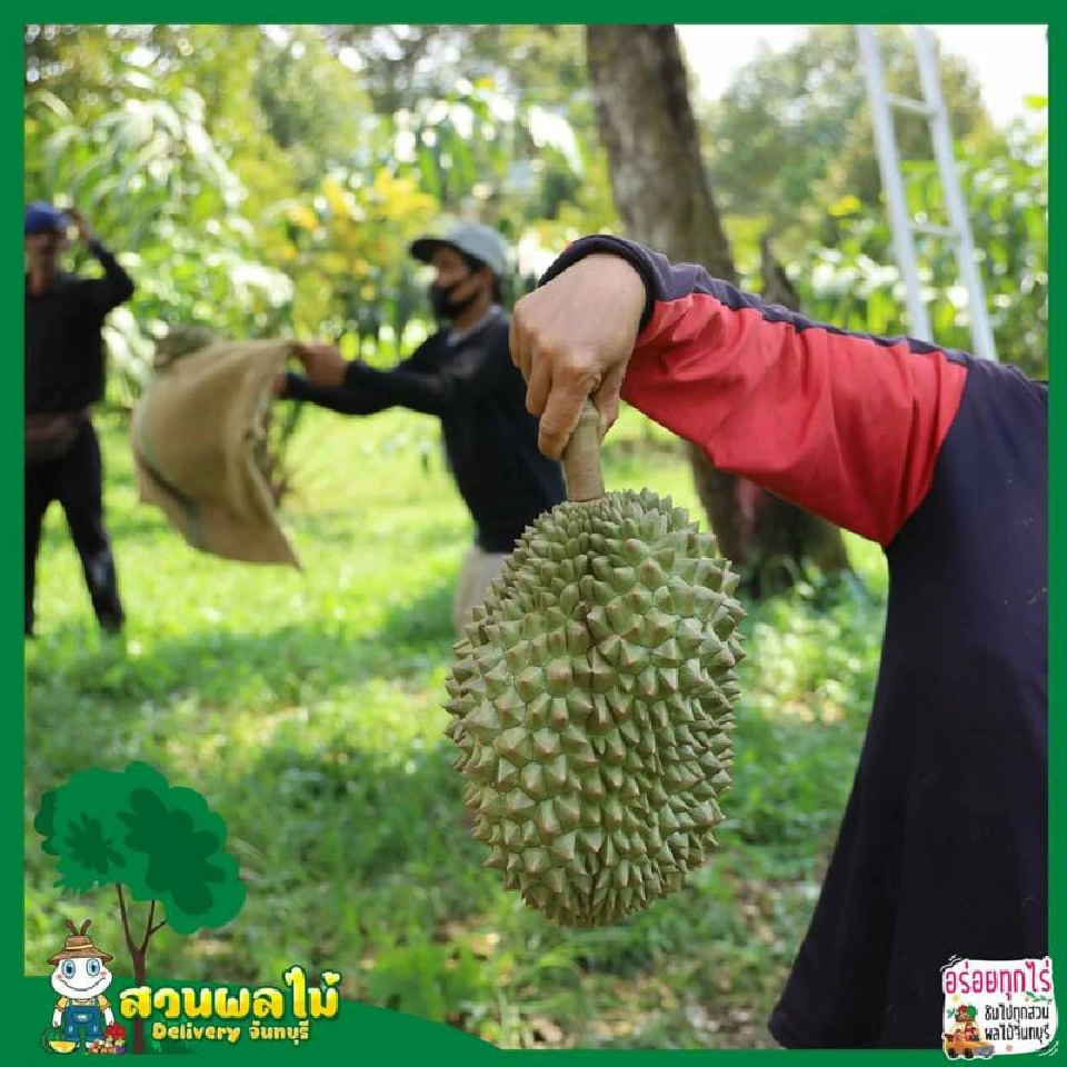 ททท.ปักหมุดชวนฟินผลไม้ดีลิเวอรีจาก13สวนเมืองจันท์