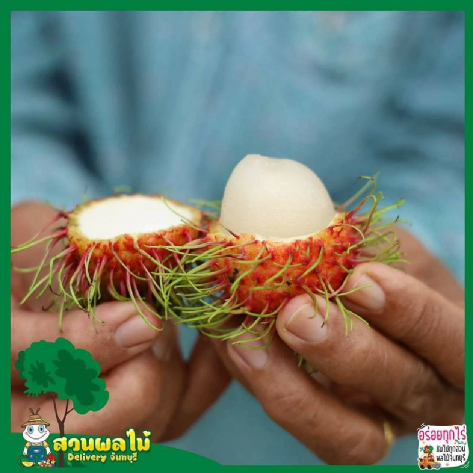 ททท.ปักหมุดชวนฟินผลไม้ดีลิเวอรีจาก13สวนเมืองจันท์