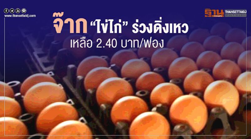 จ๊าก “ไข่ไก่” ร่วงดิ่งเหว เหลือ 2.40 บาท/ฟอง จ๊าก “ไข่ไก่” ร่วงดิ่งเหว เหลือ 2.40 บาท/ฟอง