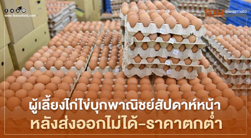 ผู้เลี้ยงไก่ไข่บุกพาณิชย์ สัปดาห์หน้า หลังส่งออกไม่ได้-ราคาตกต่ำ ผู้เลี้ยงไก่ไข่บุกพาณิชย์ สัปดาห์หน้า หลังส่งออกไม่ได้-ราคาตกต่ำ