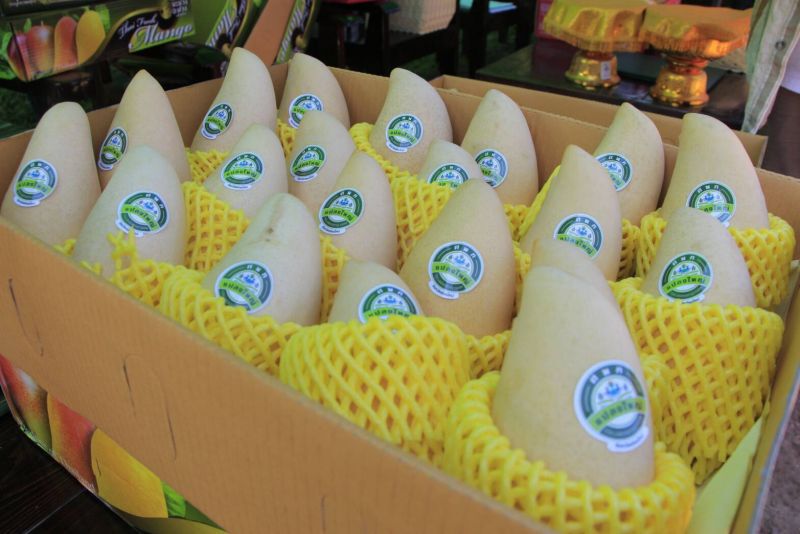 ผู้ว่าฯชวนซื้อ”มะม่วงเชียงใหม่”ไปรษณีย์ส่งให้