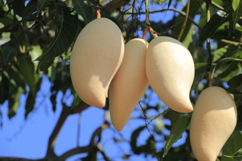 ผู้ว่าฯชวนซื้อ”มะม่วงเชียงใหม่”ไปรษณีย์ส่งให้