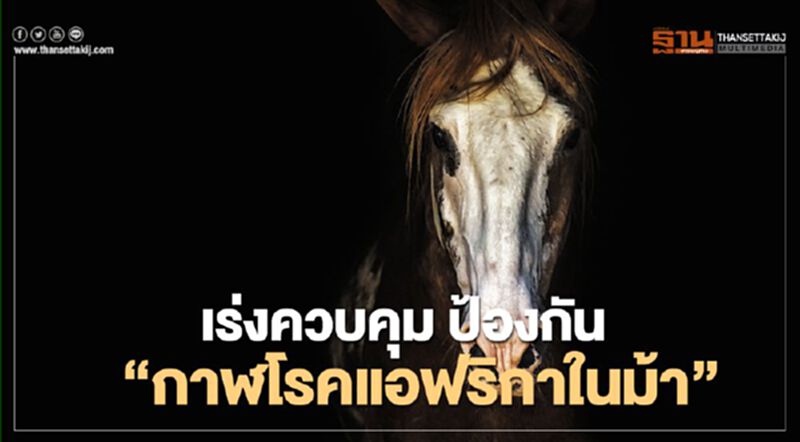 จังหวัดเพชรบุรี เร่งควบคุม ป้องกัน “กาฬโรคแอฟริกาในม้า” จังหวัดเพชรบุรี เร่งควบคุม ป้องกัน “กาฬโรคแอฟริกาในม้า”