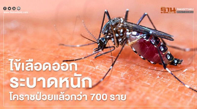 ไข้เลือดออกระบาดหนัก โคราชป่วยแล้วกว่า700ราย ไข้เลือดออกระบาดหนัก โคราชป่วยแล้วกว่า700ราย