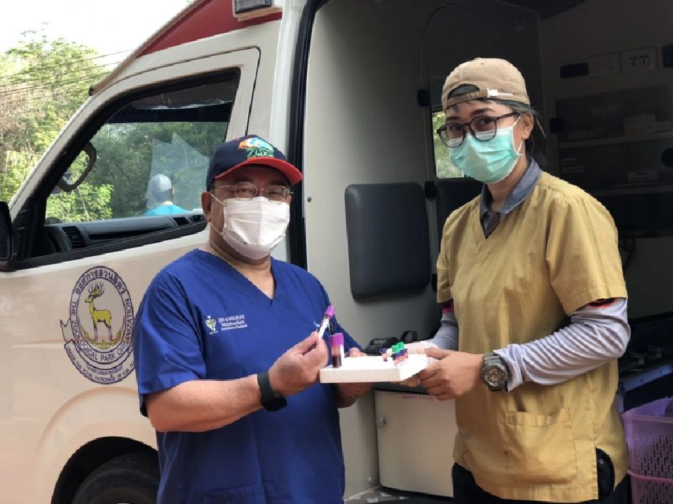 เฝ้าระวัง “กาฬโรคม้า” สั่งเก็บตัวอย่างเลือดม้าลาย