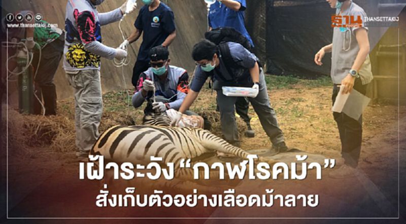 เฝ้าระวัง “กาฬโรคม้า” สั่งเก็บตัวอย่างเลือดม้าลาย เฝ้าระวัง “กาฬโรคม้า” สั่งเก็บตัวอย่างเลือดม้าลาย