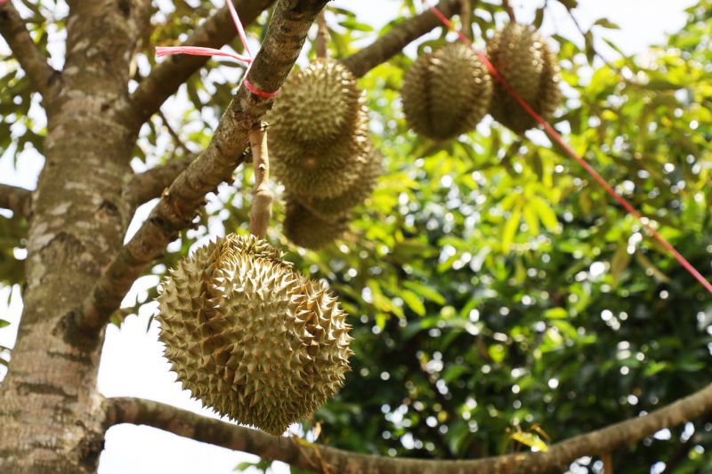 ท็อปส์ ผุดโปรเจ็คใหม่ อุ้มเกษตรกรสู้โควิด 