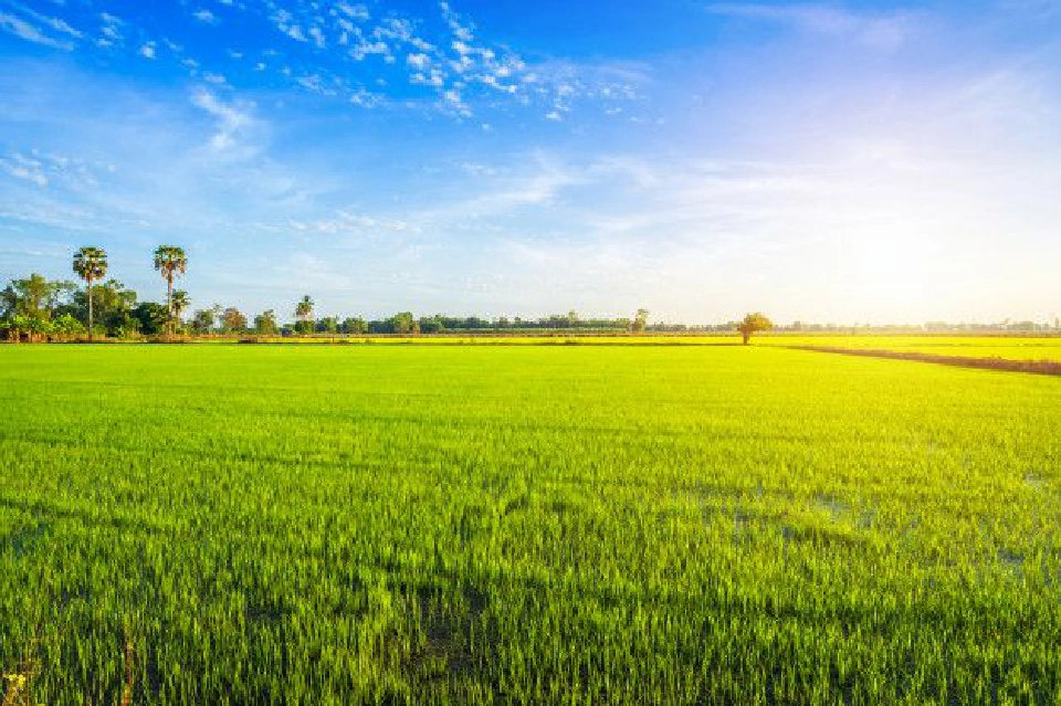 เช็กสิทธิ์ด่วน www.เยียวยาเกษตรกร.com โอนเงินไม่สำเร็จ 1.5 แสนคน