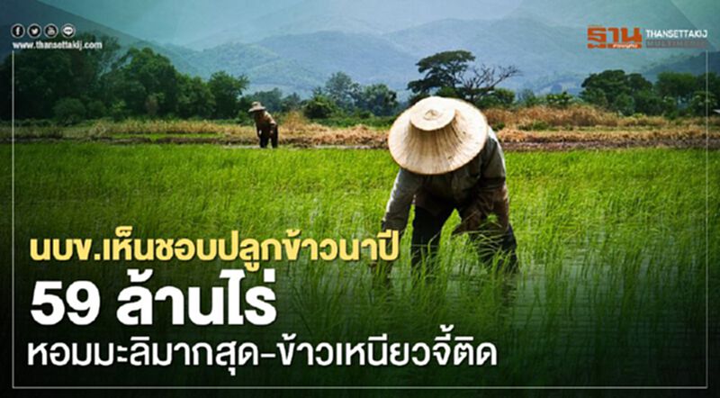 นบข.เห็นชอบปลูกข้าวนาปี 59 ล้านไร่ หอมมะลิมากสุด-ข้าวเหนียวจี้ติด นบข.เห็นชอบปลูกข้าวนาปี 59 ล้านไร่ หอมมะลิมากสุด-ข้าวเหนียวจี้ติด