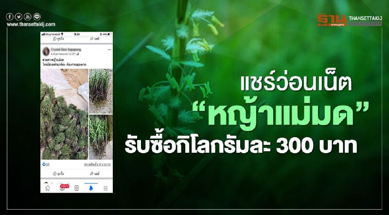 แชร์ว่อนเน็ต “หญ้าแม่มด” รับซื้อ กิโลกรัมละ 300 บาท