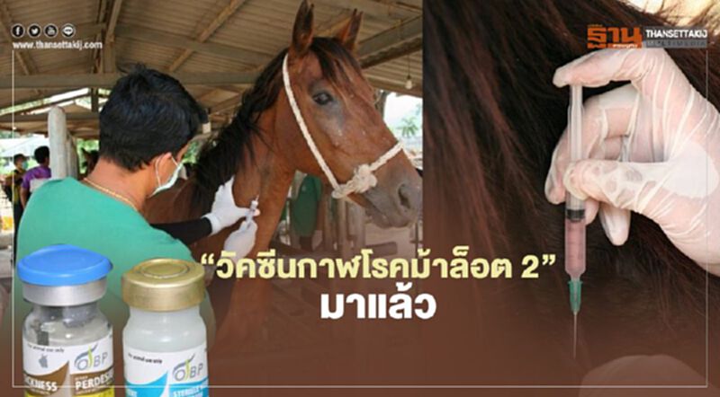 “วัคซีนกาฬโรคม้า” ล็อต 2 มาแล้ว “วัคซีนกาฬโรคม้า” ล็อต 2 มาแล้ว