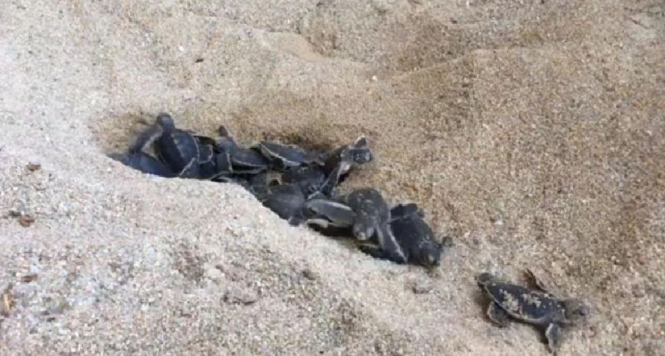  "เวลคัมทูเดอะเวิลด์"ลูกเต่าตนุเกาะสมุยฟักออกอีกครอก