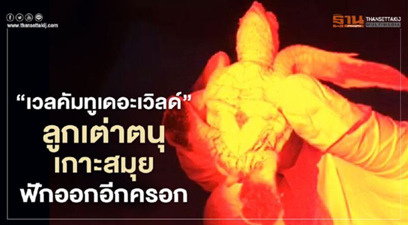 "เวลคัมทูเดอะเวิลด์"ลูกเต่าตนุเกาะสมุยฟักออกอีกครอก "เวลคัมทูเดอะเวิลด์"ลูกเต่าตนุเกาะสมุยฟักออกอีกครอก