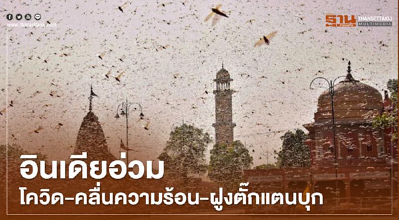 อินเดียอ่วม โควิด-คลื่นความร้อน-ฝูงตั๊กแตนบุก (คลิป) อินเดียอ่วม โควิด-คลื่นความร้อน-ฝูงตั๊กแตนบุก (คลิป)