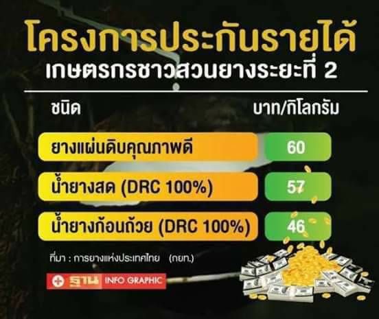 ลุ้น ครม.คิกออฟประกันรายได้ยาง เฟส2 กดปุ่ม ส.ค.