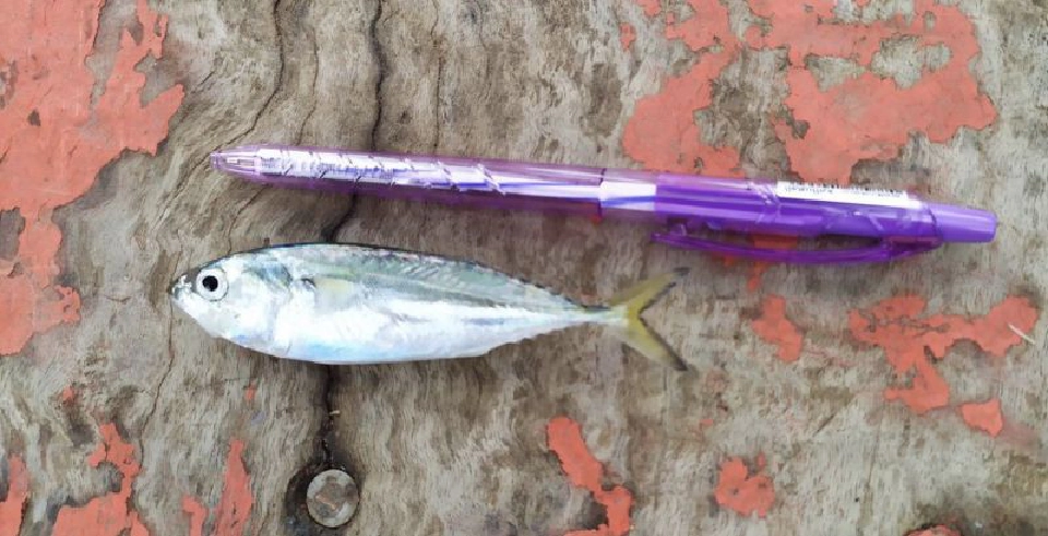 คึก ฝูงลูกปลาทูโผล่กระบี่นับล้านตัว