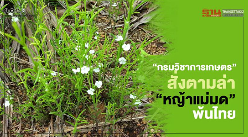 “กรมวิชาการเกษตร” สั่งตามล่า “หญ้าแม่มด” พ้นไทย “กรมวิชาการเกษตร” สั่งตามล่า “หญ้าแม่มด” พ้นไทย