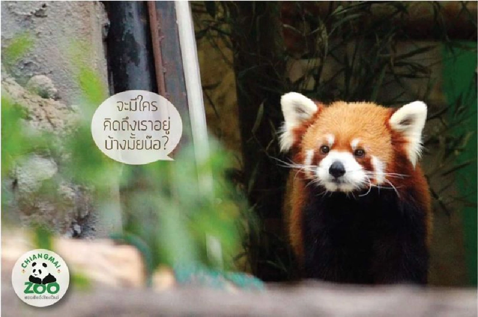 สวนสัตว์เชียงใหม่เตรียมความพร้อมก่อนเปิดเร็วๆนี้