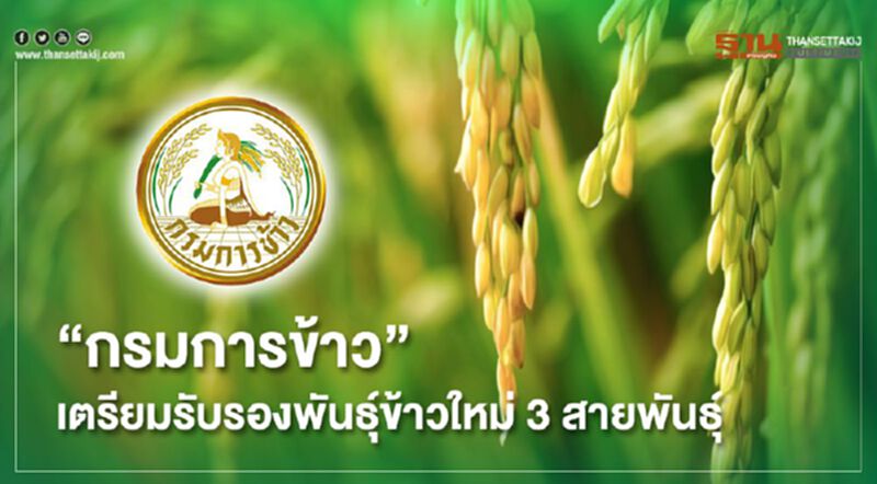 “กรมการข้าว” เตรียมรับรองพันธุ์ข้าวใหม่ 3 สายพันธุ์ “กรมการข้าว” เตรียมรับรองพันธุ์ข้าวใหม่ 3 สายพันธุ์