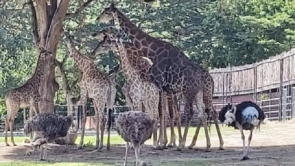 เปิด 6 สวนสัตว์ ให้เข้าชมฟรี รับคลายล็อกดาวน์