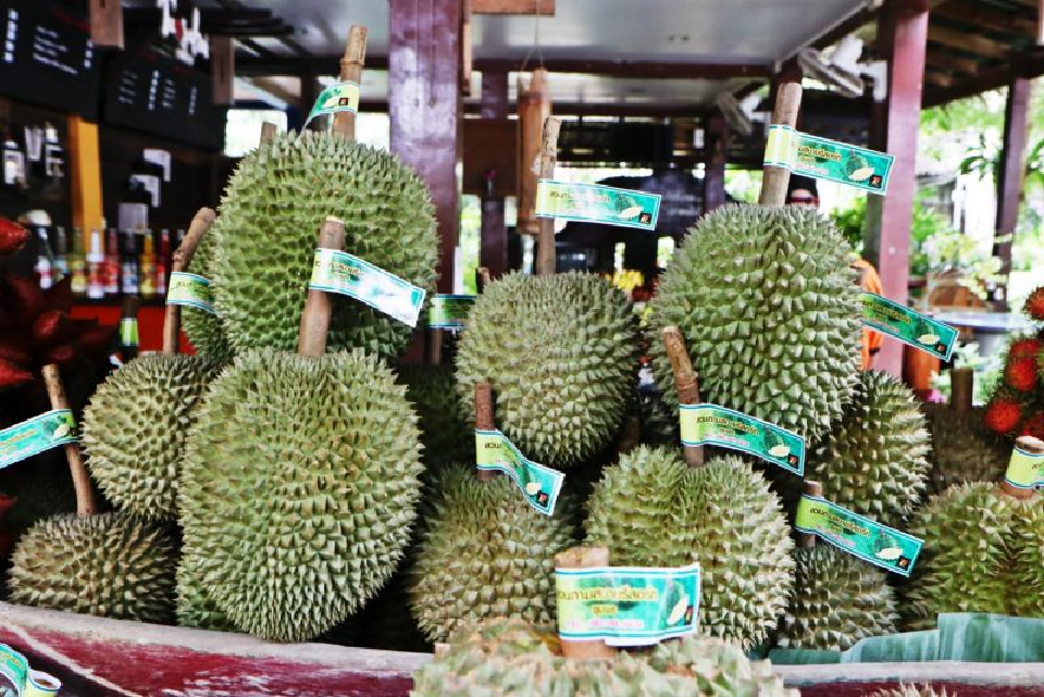 "บุฟเฟต์ทุเรียน"บูมเที่ยวชุมพร