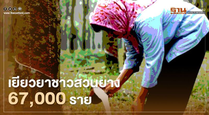 “เงินเยียวยายาชาวสวนยาง” รอรับเงิน 1.5หมื่น ตรวจสอบสิทธิ์ด่วน www.moac.go.th 