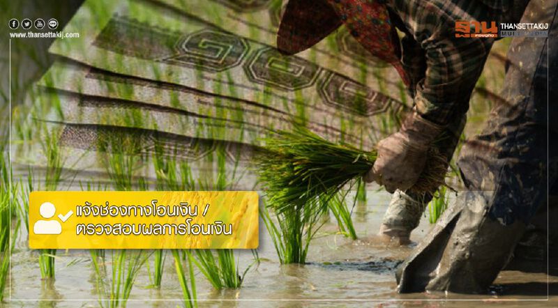 เช็กด่วน "www.เยียวเกษตรกร.com" โอนเงินอีก 2.2 ล้านคน 2 วันสุดท้าย 