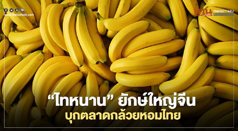“ไทหนาน” ยักษ์ใหญ่จีน บุก ตลาดกล้วยหอมไทย “ไทหนาน” ยักษ์ใหญ่จีน บุก ตลาดกล้วยหอมไทย