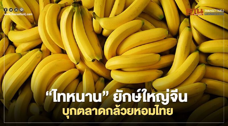 “ไทหนาน” ยักษ์ใหญ่จีน บุก ตลาดกล้วยหอมไทย “ไทหนาน” ยักษ์ใหญ่จีน บุก ตลาดกล้วยหอมไทย