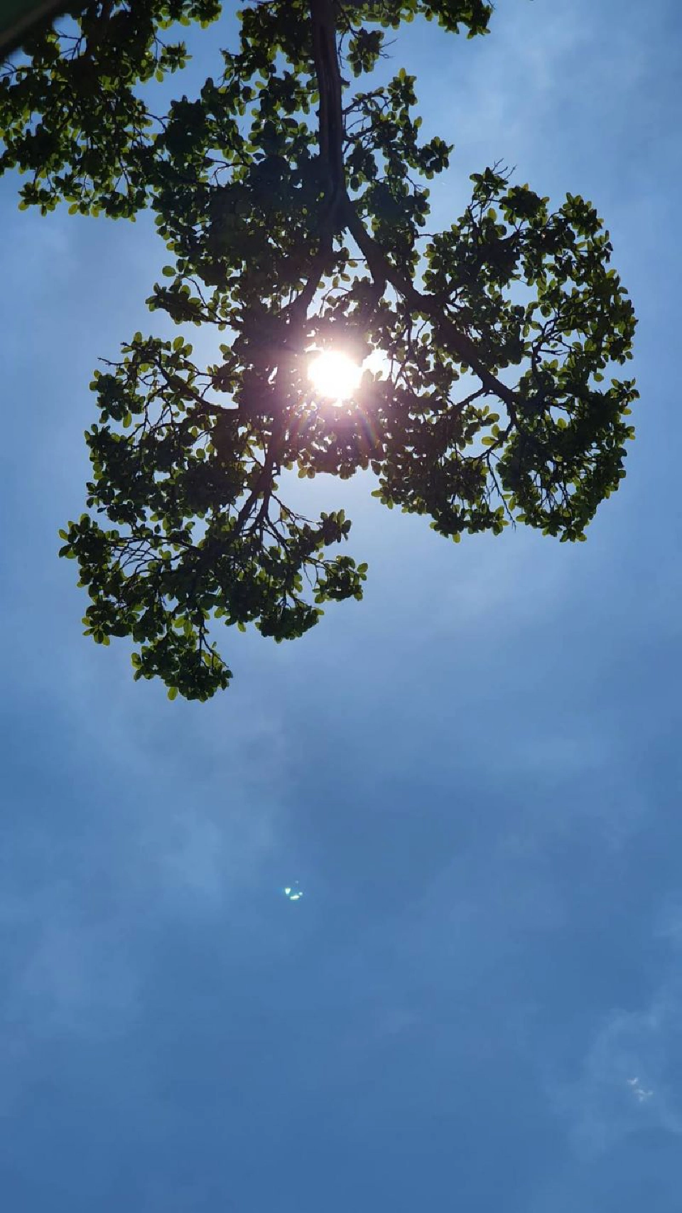 รวมภาพปรากฏการณ์ “สุริยคราส”