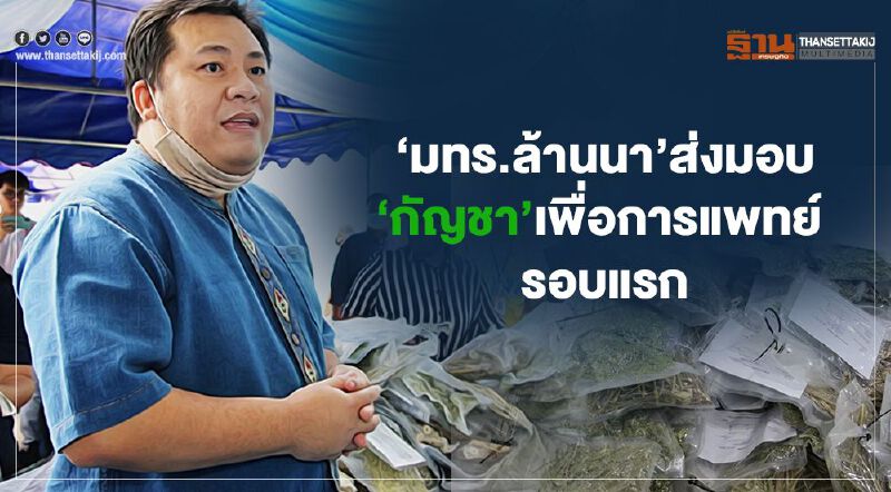 เก็บเกี่ยว‘กัญชา’รอบแรก  มทร.ล้านนาส่งมอบใช้ปรุงยา