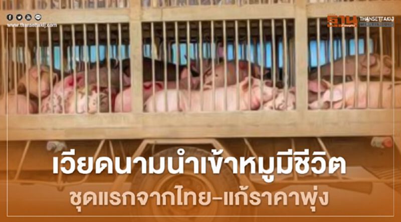 เวียดนามนำเข้าหมูมีชีวิต ชุดแรกจากไทย-แก้ราคาพุ่ง เวียดนามนำเข้าหมูมีชีวิต ชุดแรกจากไทย-แก้ราคาพุ่ง