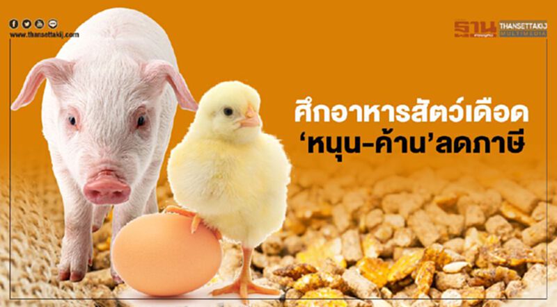 ศึกอาหารสัตว์เดือด ‘หมู-กุ้ง-ไก่ไข่’หนุน ประมงค้านลดภาษี ศึกอาหารสัตว์เดือด ‘หมู-กุ้ง-ไก่ไข่’หนุน ประมงค้านลดภาษี
