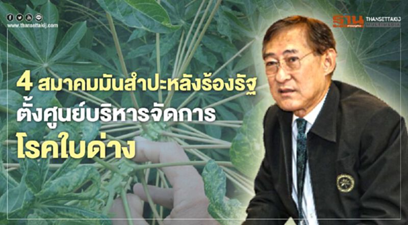 4สมาคมมันสำปะหลังร้องรัฐ ตั้งศูนย์บริหารจัดการโรคใบด่าง 4สมาคมมันสำปะหลังร้องรัฐ ตั้งศูนย์บริหารจัดการโรคใบด่าง