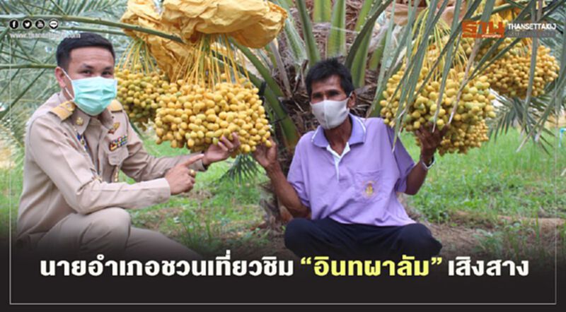 นายอำเภอชวนเที่ยวชิม"อินทผาลัม"เสิงสาง นายอำเภอชวนเที่ยวชิม"อินทผาลัม"เสิงสาง