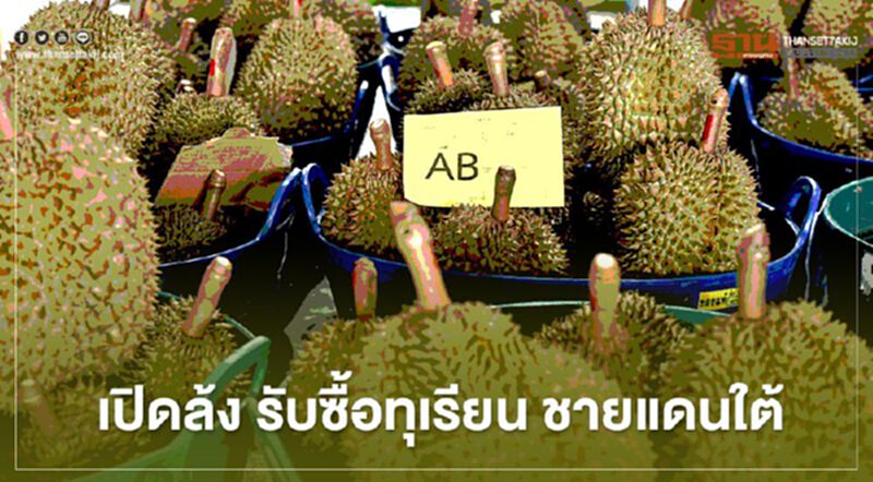 เปิดล้ง รับซื้อทุเรียนคุณภาพ เสริมเศรษฐกิจชายแดนใต้ เปิดล้ง รับซื้อทุเรียนคุณภาพ เสริมเศรษฐกิจชายแดนใต้