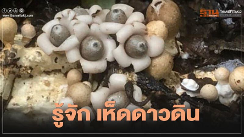 รู้จัก “เห็ดดาวดิน” หนึ่งในสิ่งมหัศจรรย์ของโลก รู้จัก “เห็ดดาวดิน” หนึ่งในสิ่งมหัศจรรย์ของโลก