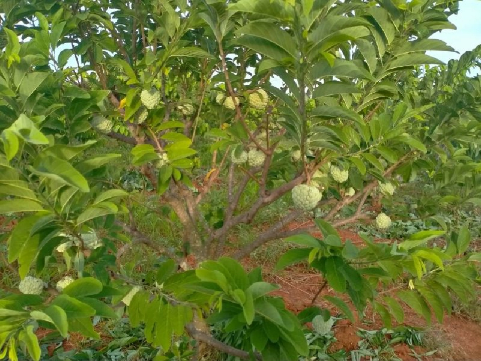 เล็งดัน “น้อยหน่าเพชรปากช่อง”ขึ้นทะเบียนGI