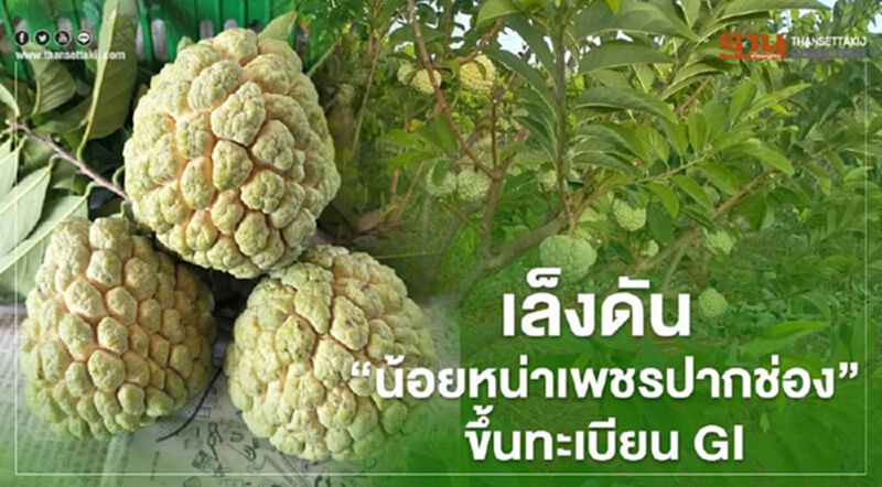 เล็งดัน “น้อยหน่าเพชรปากช่อง”ขึ้นทะเบียนGI เล็งดัน “น้อยหน่าเพชรปากช่อง”ขึ้นทะเบียนGI