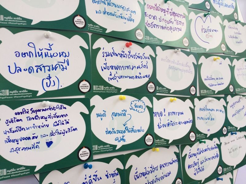 เลิกขัง "แม่หมูตั้งท้อง" องค์กรพิทักษ์สัตว์แห่งโลก ปลุกกระแสสังคม