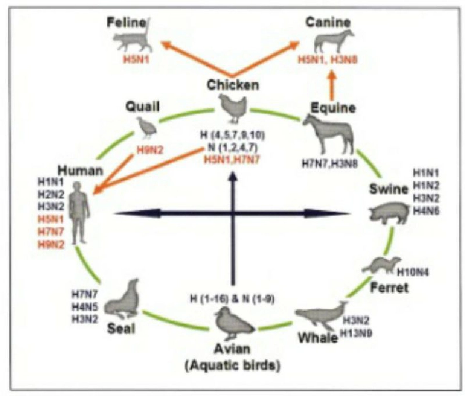 วอนอย่าตื่นตระหนกไข้หวัดหมูสายพันธุ์ใหม่ระบาดในจีน