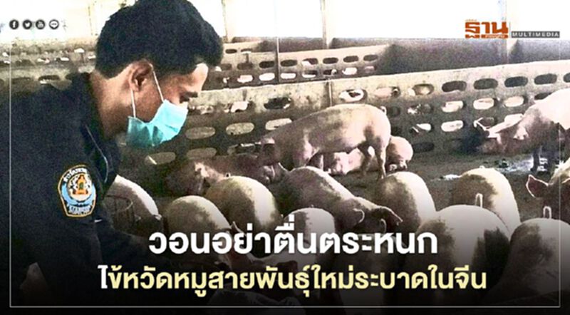 วอนอย่าตื่นตระหนกไข้หวัดหมูสายพันธุ์ใหม่ระบาดในจีน วอนอย่าตื่นตระหนกไข้หวัดหมูสายพันธุ์ใหม่ระบาดในจีน