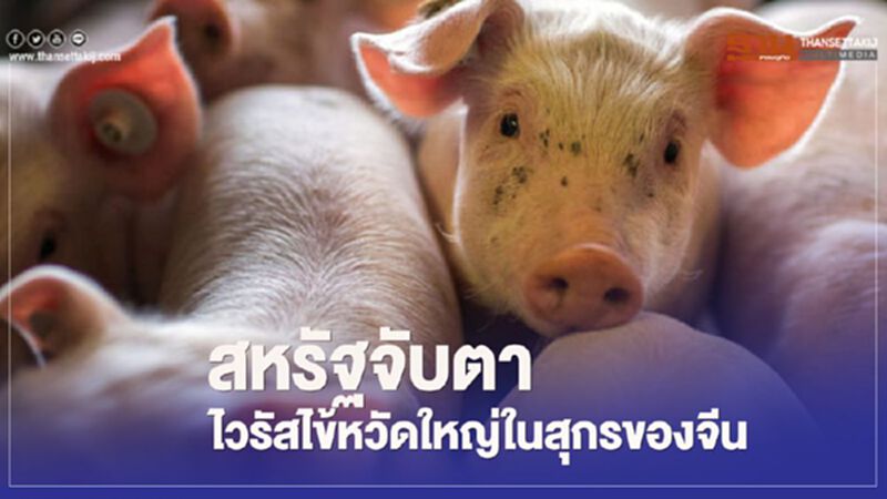 สหรัฐจับตา ไวรัสไข้หวัดใหญ่ ที่พบในสุกรของจีน สหรัฐจับตา ไวรัสไข้หวัดใหญ่ ที่พบในสุกรของจีน