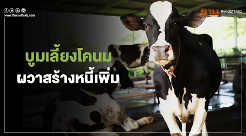 บูมเลี้ยงโคนม เกษตรกรผวา สร้างหนี้เพิ่ม บูมเลี้ยงโคนม เกษตรกรผวา สร้างหนี้เพิ่ม