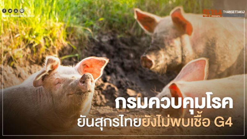 กรมควบคุมโรค ยันสุกรไทยยังไม่พบเชื้อ G4 กรมควบคุมโรค ยันสุกรไทยยังไม่พบเชื้อ G4