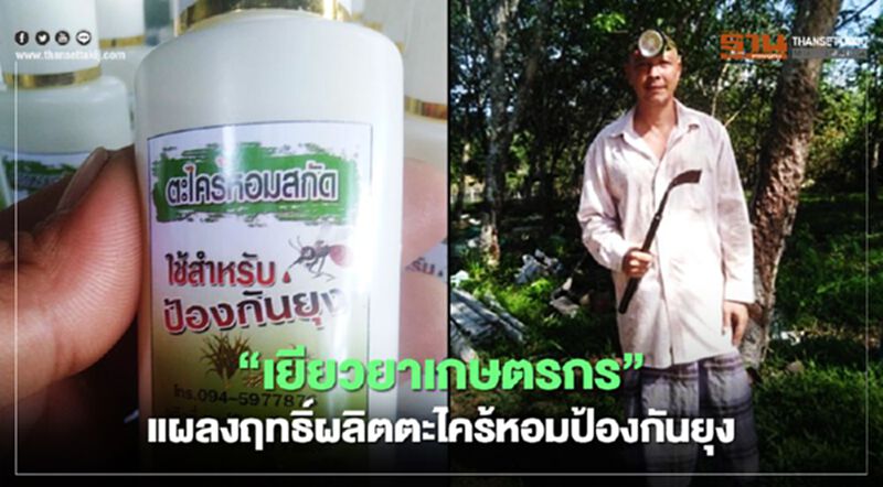 “เยียวยาเกษตรกร” แผลงฤทธิ์ผลิตตะไคร้หอมป้องกันยุง “เยียวยาเกษตรกร” แผลงฤทธิ์ผลิตตะไคร้หอมป้องกันยุง
