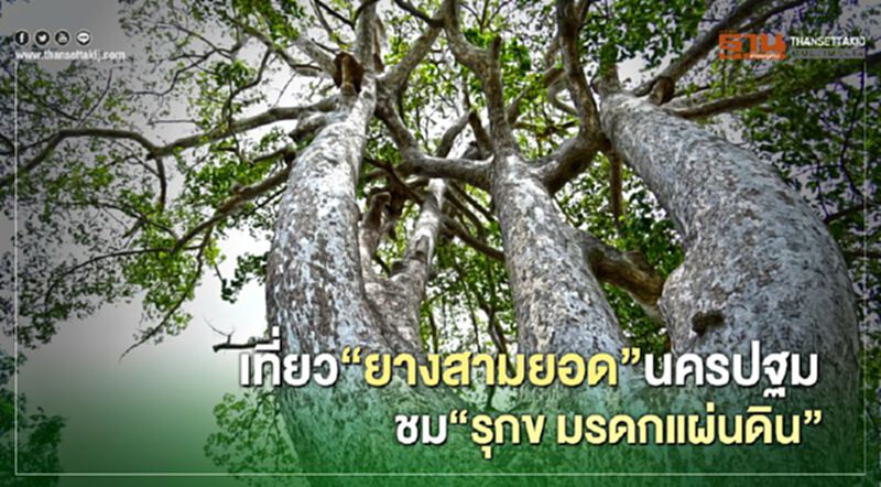 เที่ยว"ยางสามยอด"นครปฐม ชม"รุกข มรดกแผ่นดิน" เที่ยว"ยางสามยอด"นครปฐม ชม"รุกข มรดกแผ่นดิน"